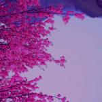 album image Loosing Interest Japan - EP
